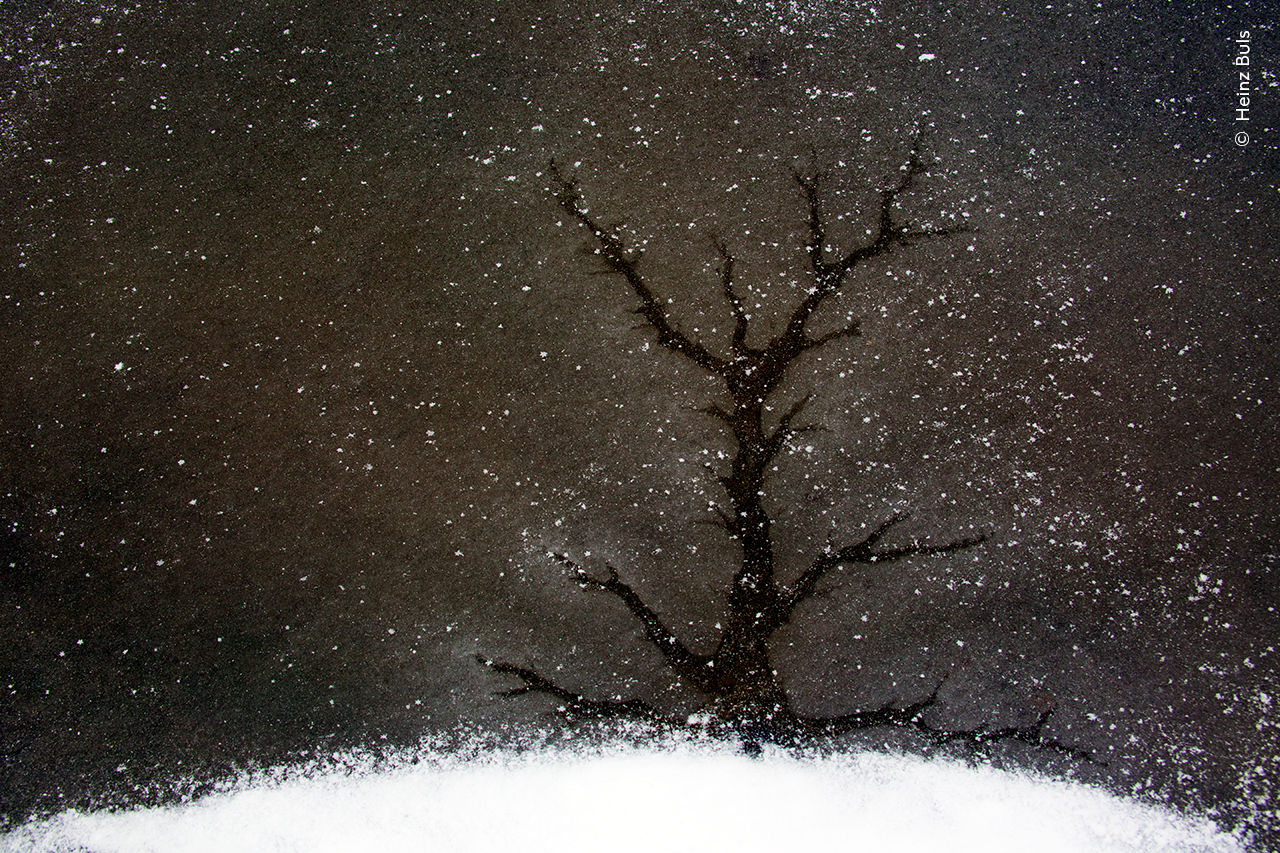 The Ice Tree