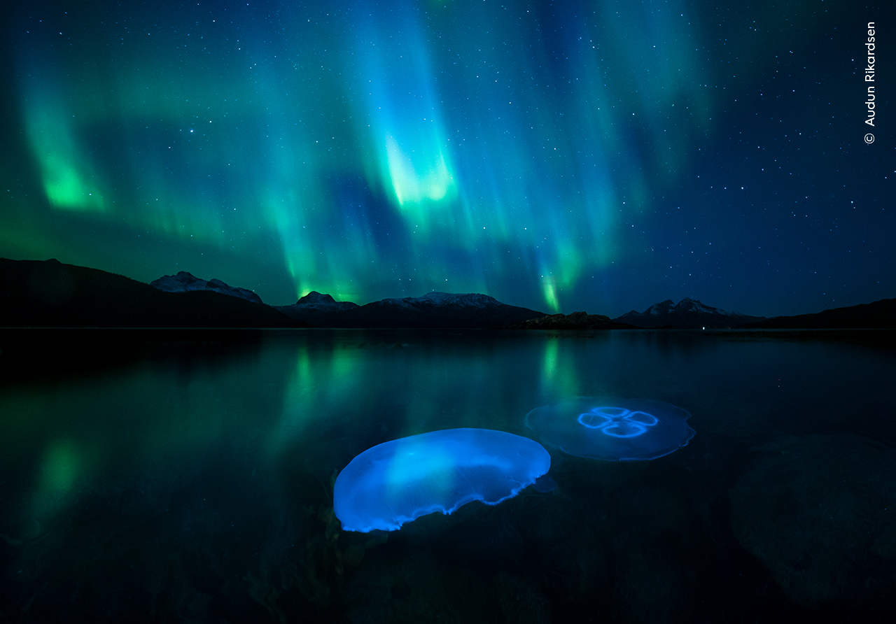 Aurora Jellies