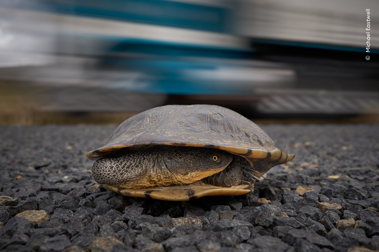 Turtle out of Water