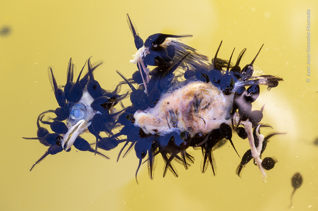 The Tadpole Banquet
