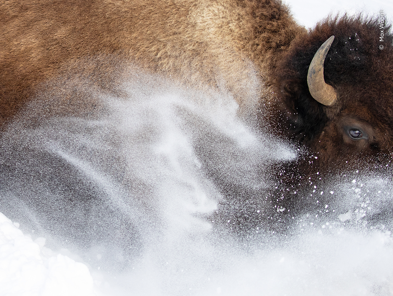 Snow Bison