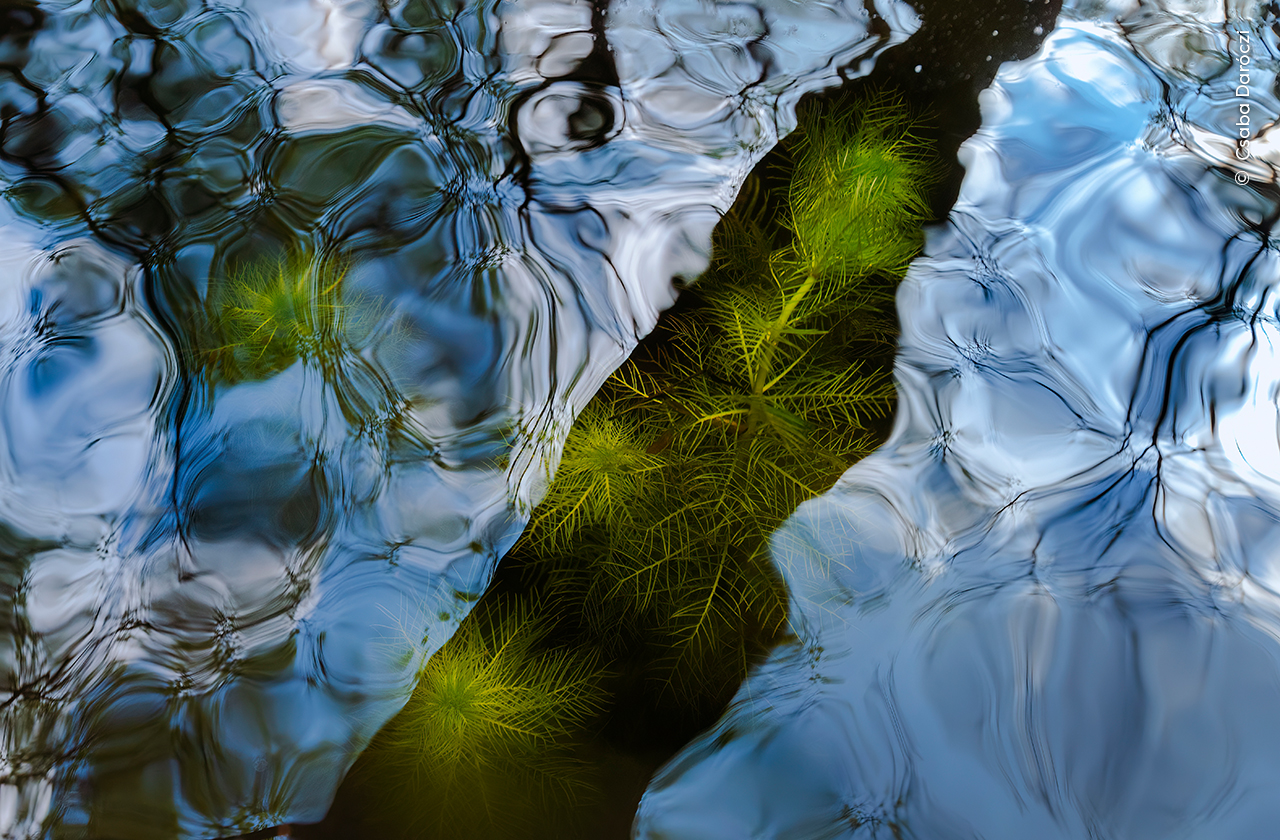 Reflections on Freshwater Plants