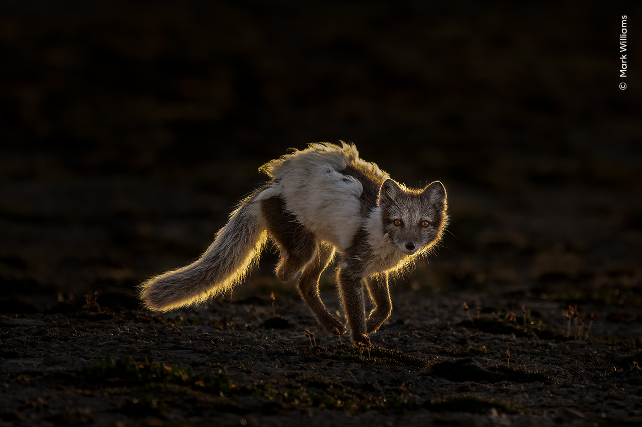 The Survivor