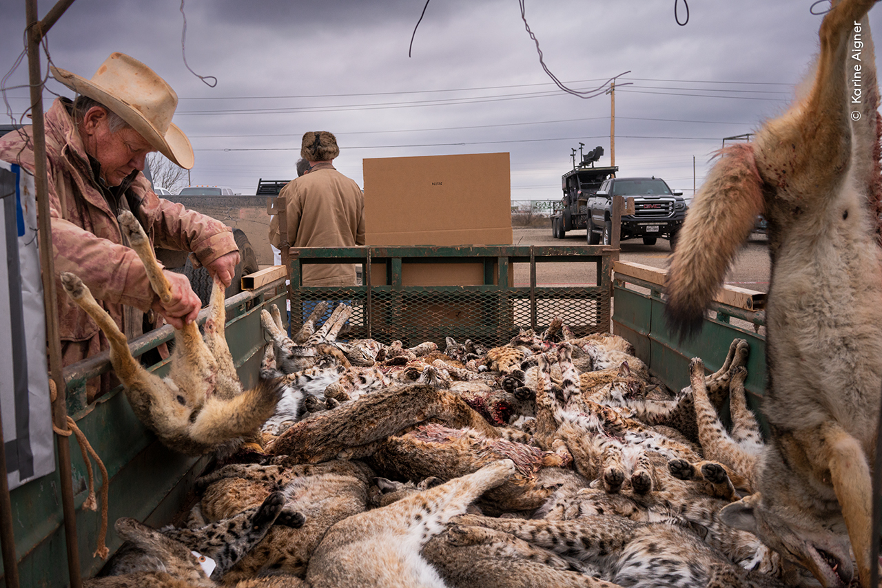 A Furrier’s Haul