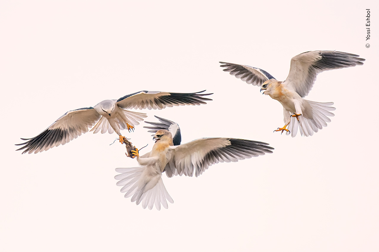 Flight Pass