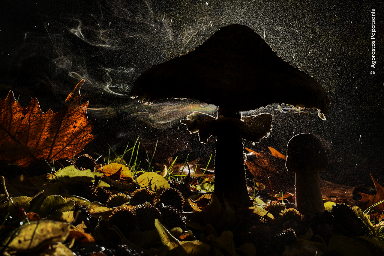 Last Breath of Autumn
