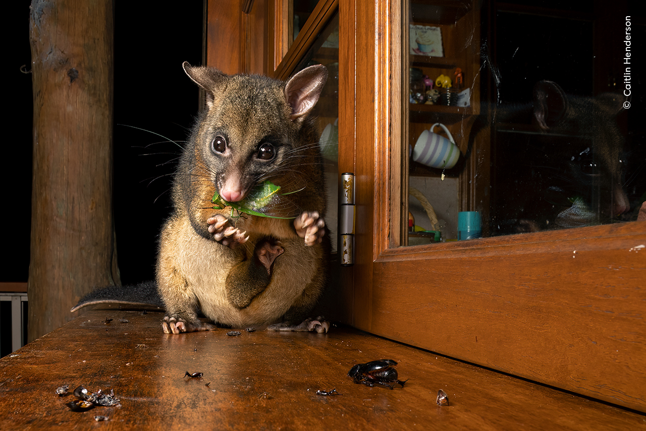 Possum’s Midnight Snack