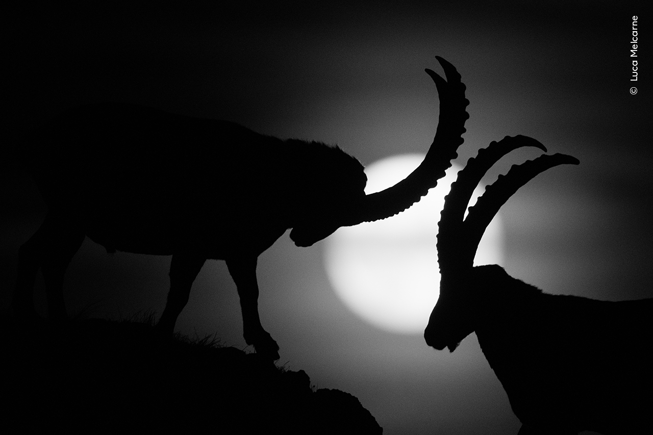 Battle by the Moon