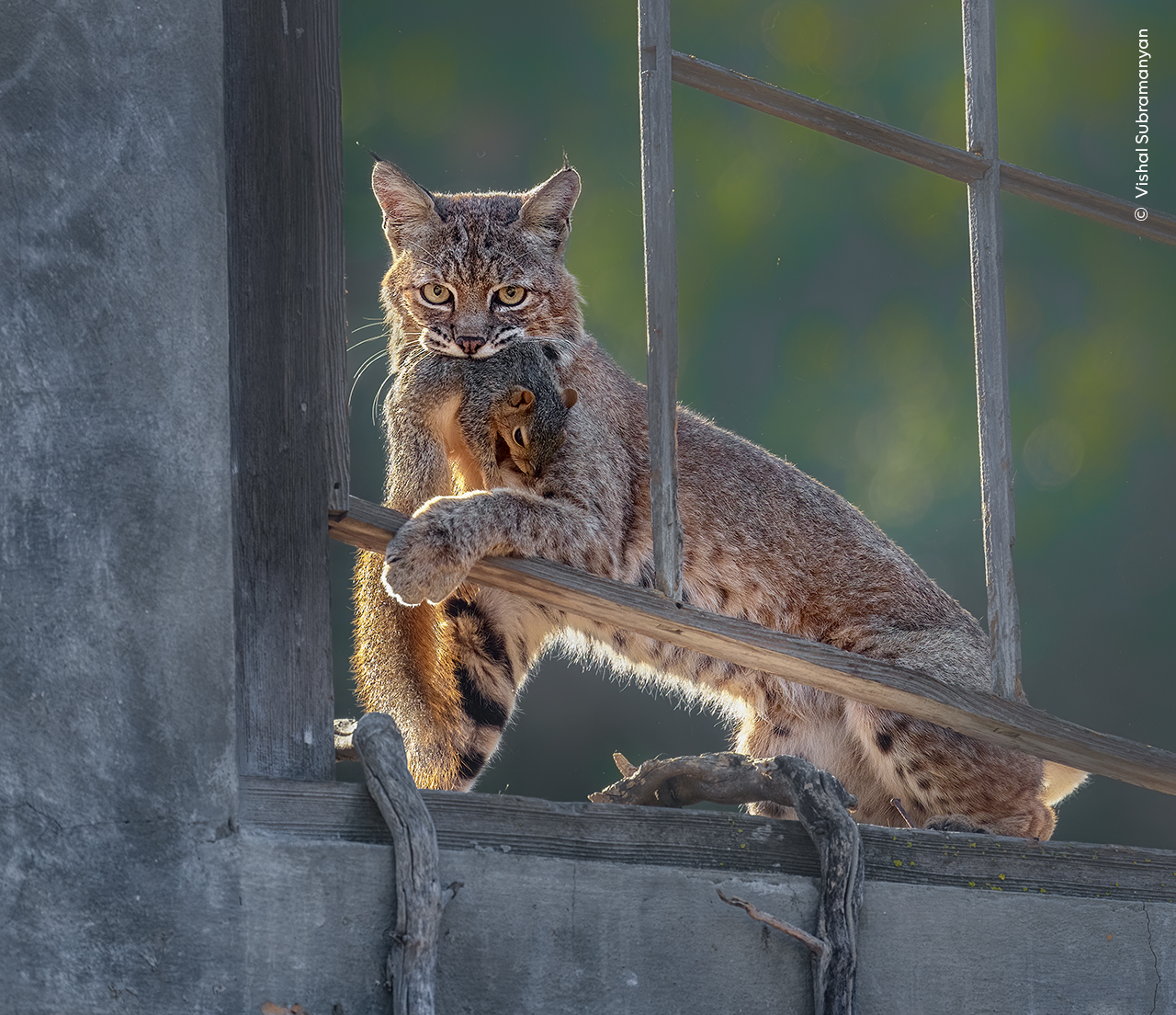 Bobcat Delivery