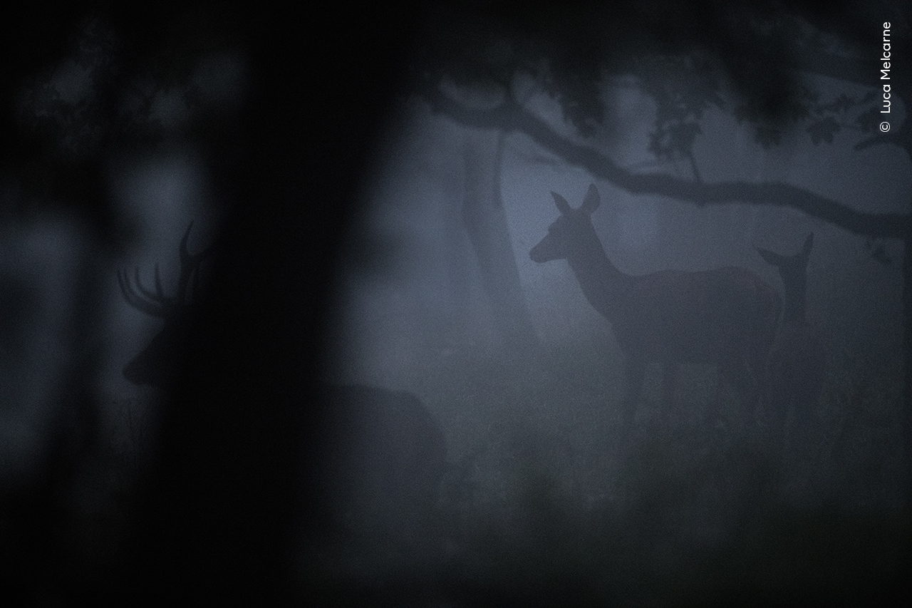 Deer at Dawn