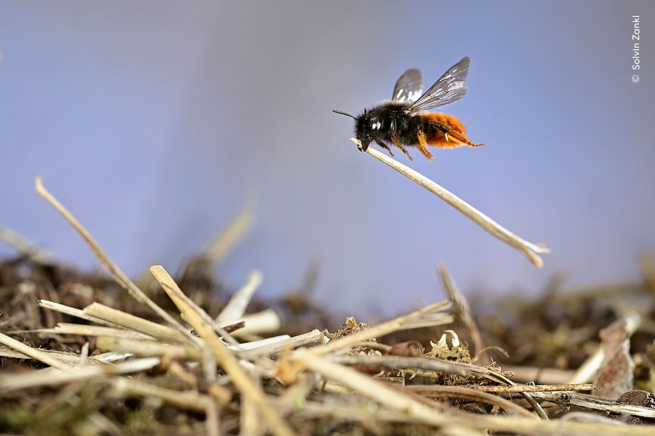 Mason Bee at Work