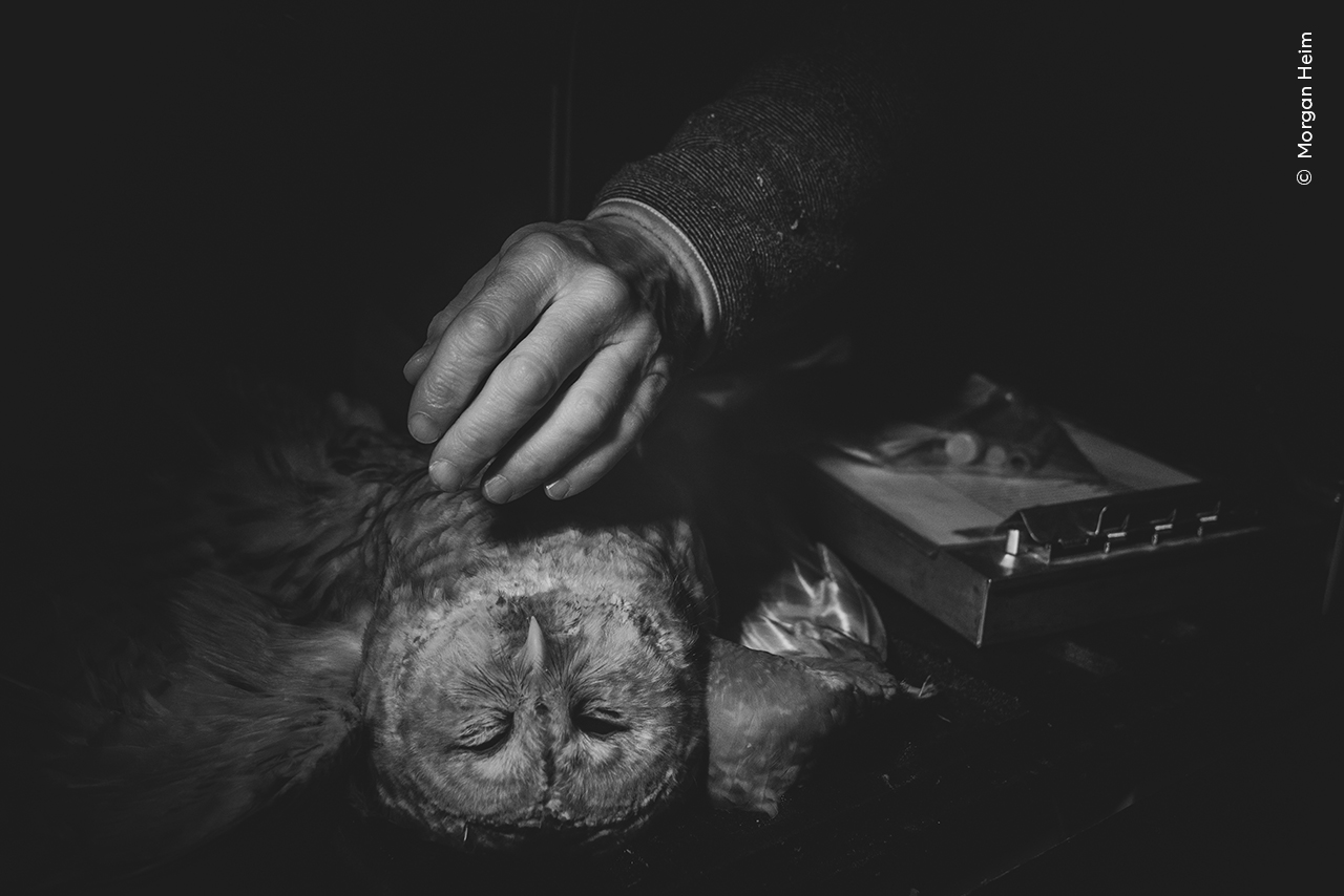 The Sacrificial Owl