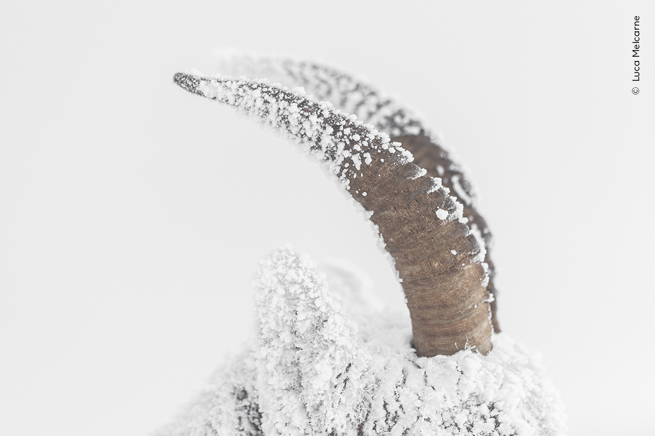 Horn Exposure