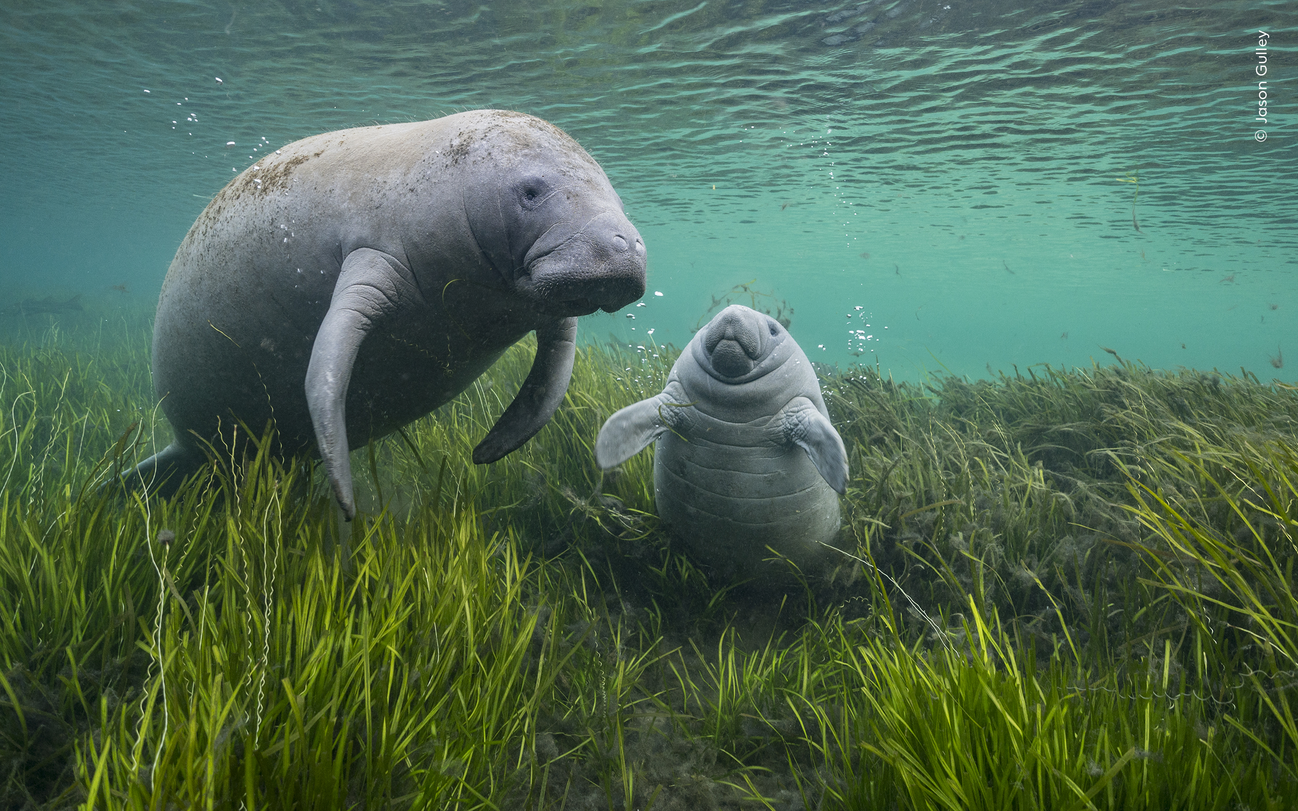 As Clear as Crystal | Wildlife Photographer of the Year