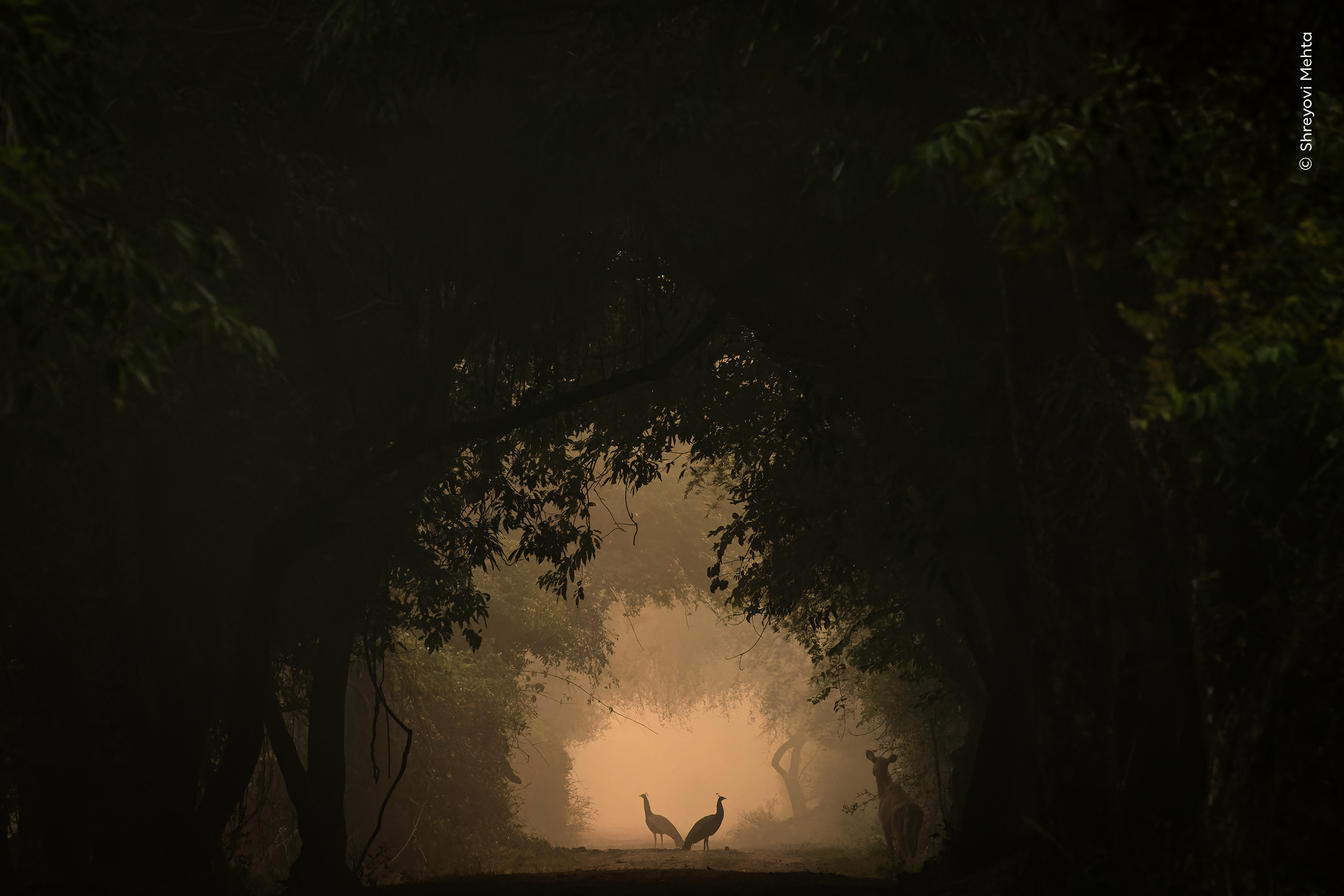 In the Spotlight Wildlife Photographer of the Year Natural History