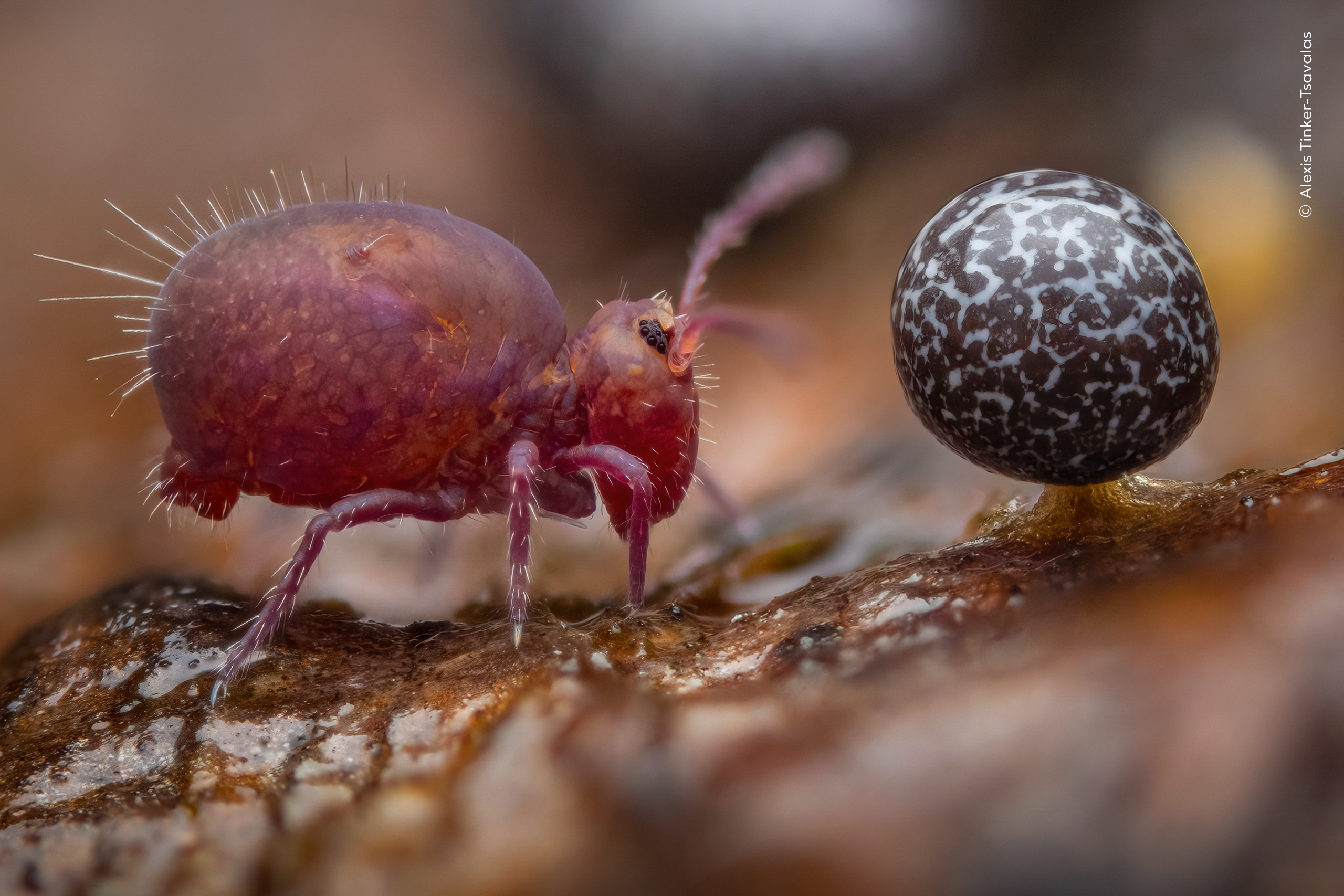 Home | Wildlife Photographer of the Year | Natural History