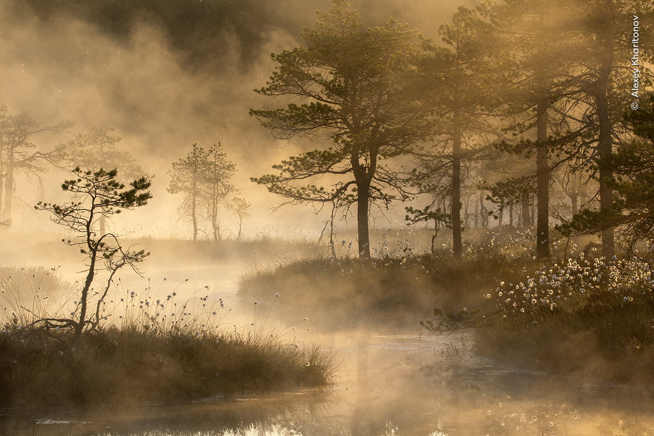 Cotton Mist
