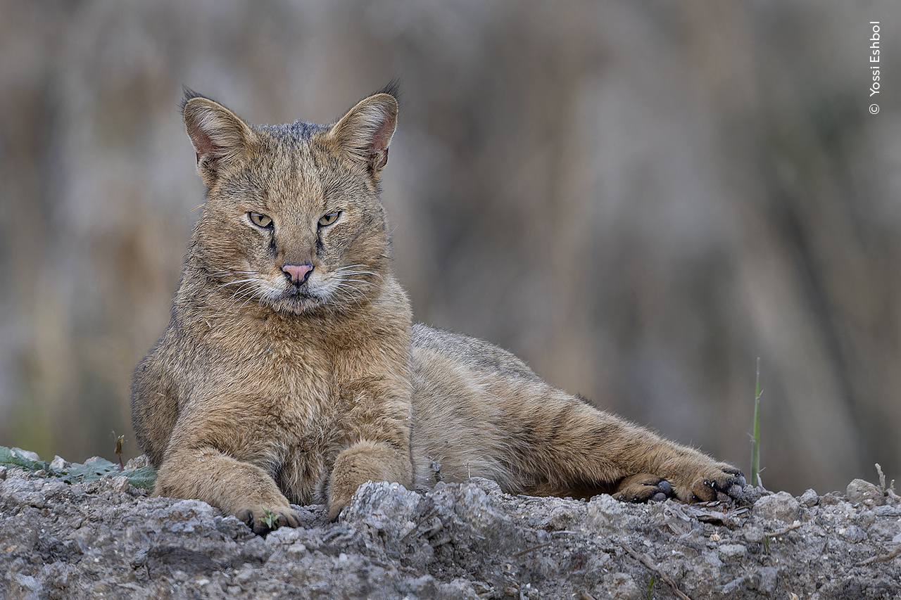 The Watchful Cat