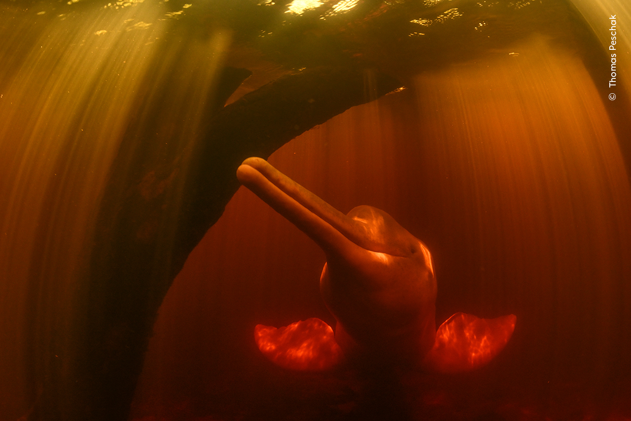 Underwater Wings