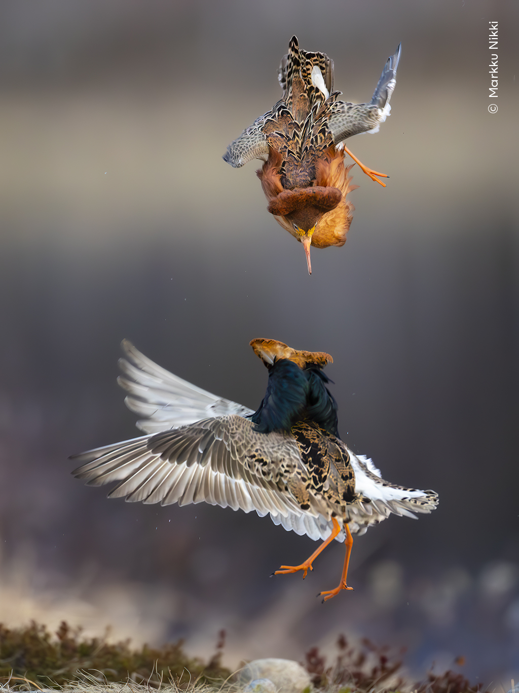 Ruff and Tumble