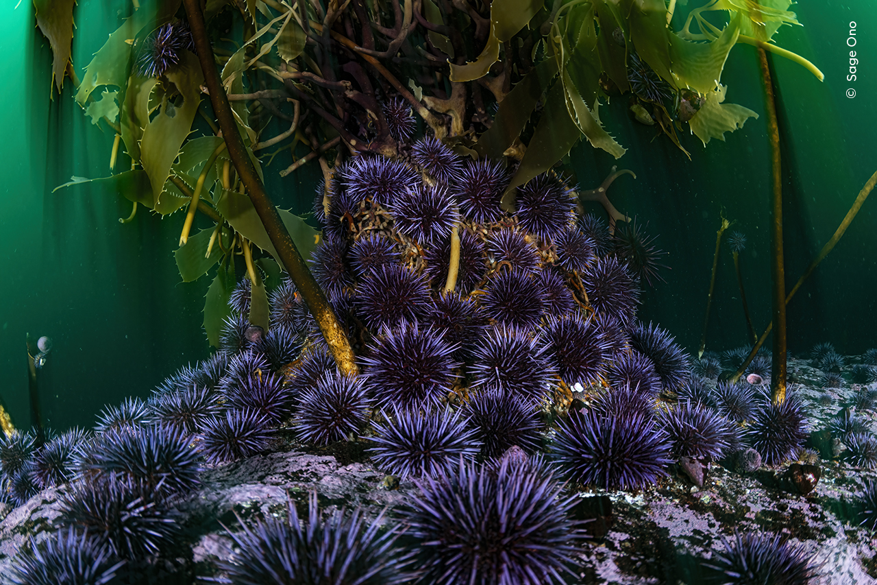 Purple Patch
