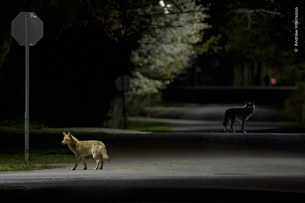 Midnight Ramblers