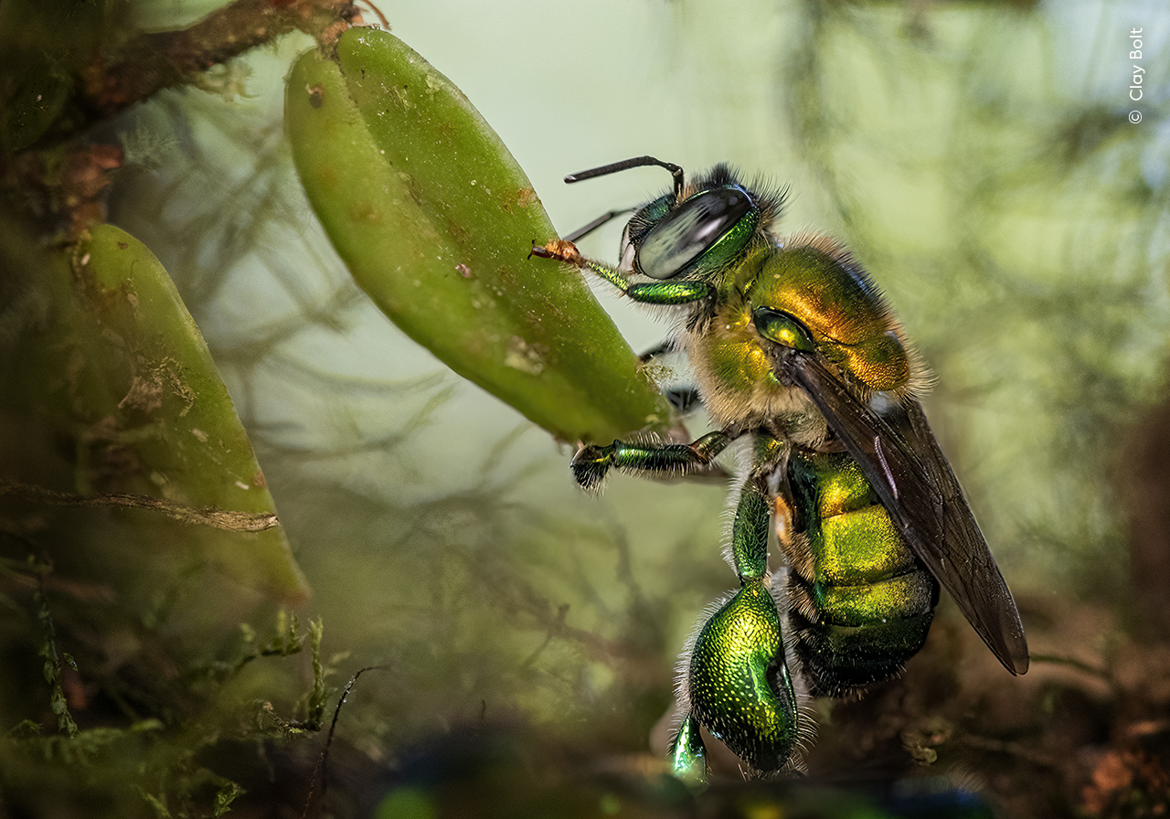 The Scent Collector