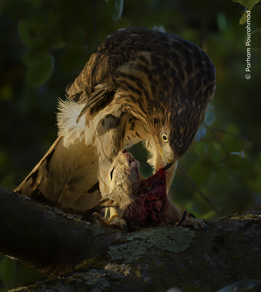 An Evening Meal