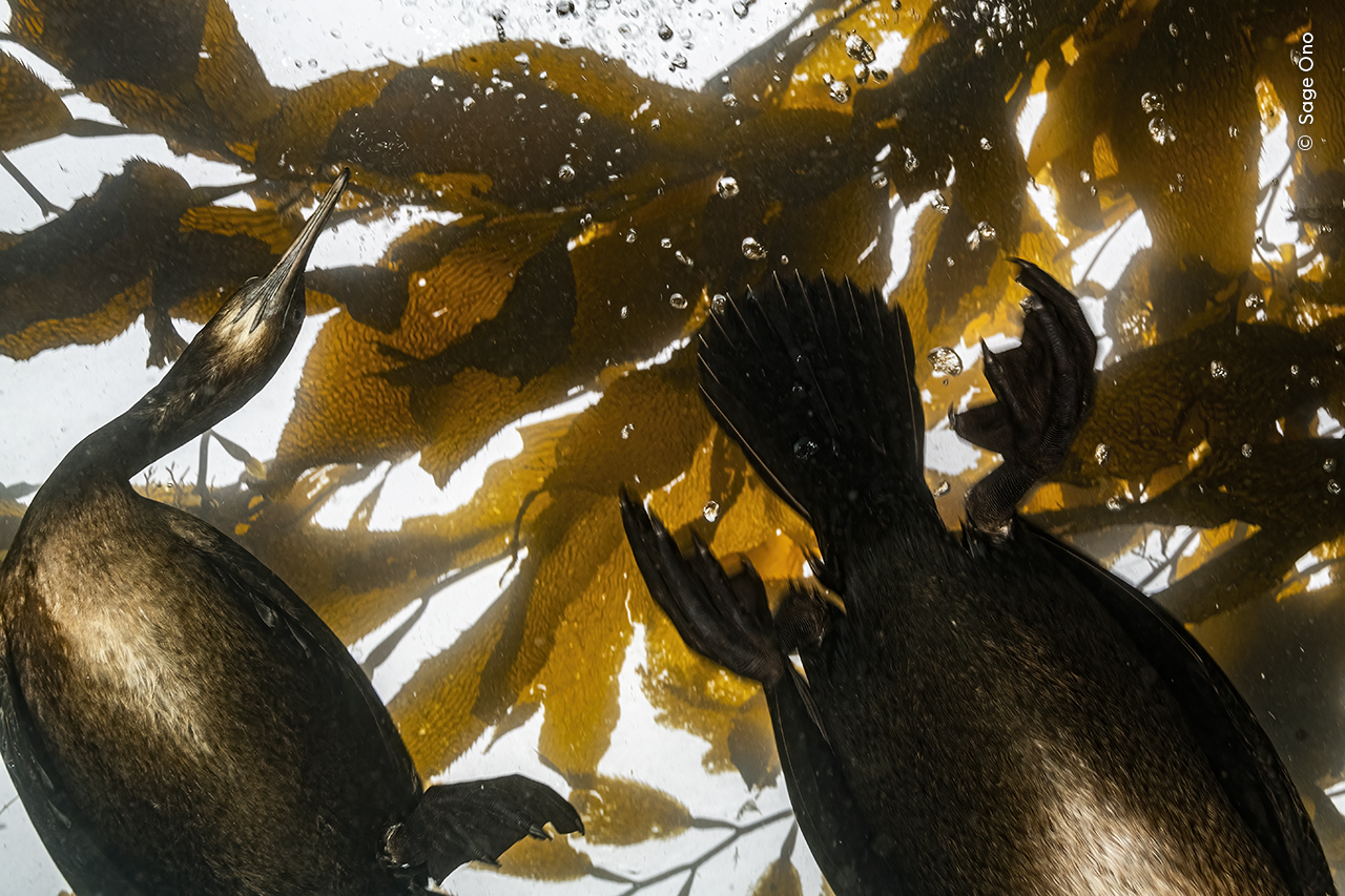 Curious Cormorants