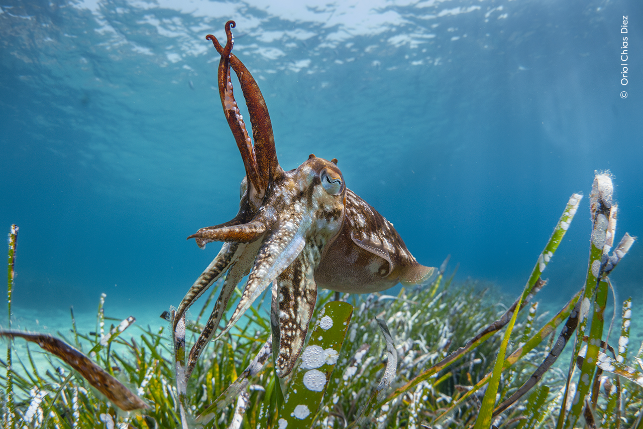 The Clever Cuttlefish