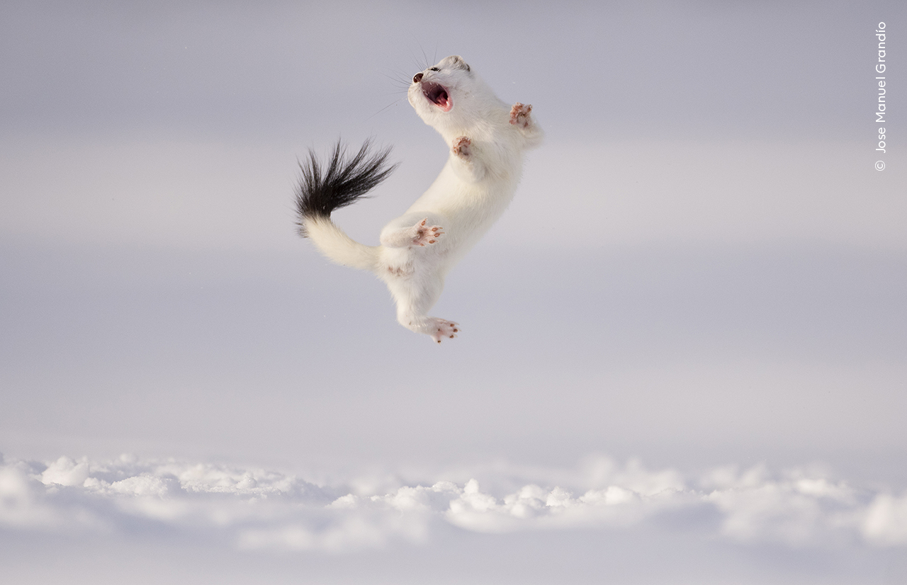 Twist and Jump