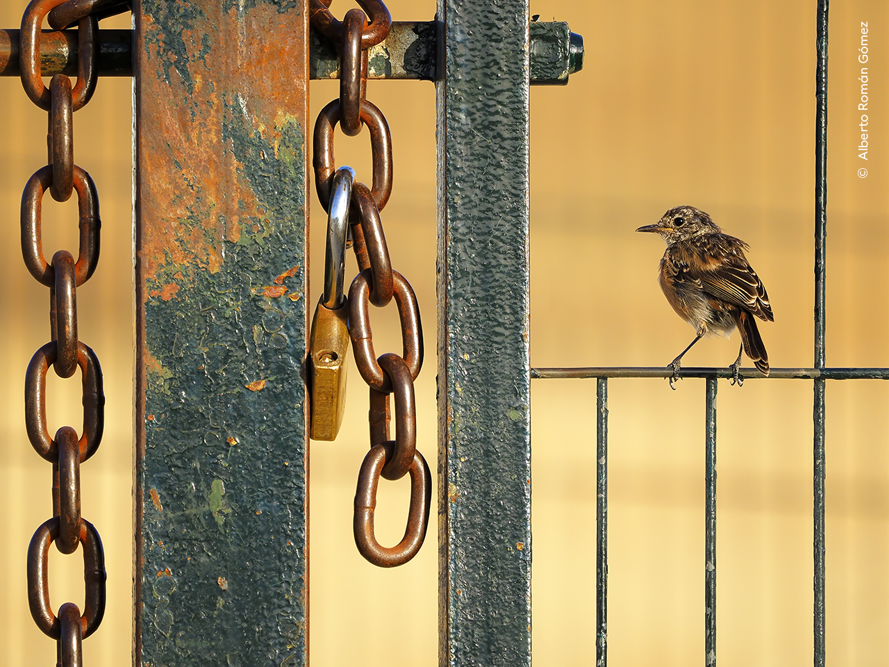 Free as a Bird
