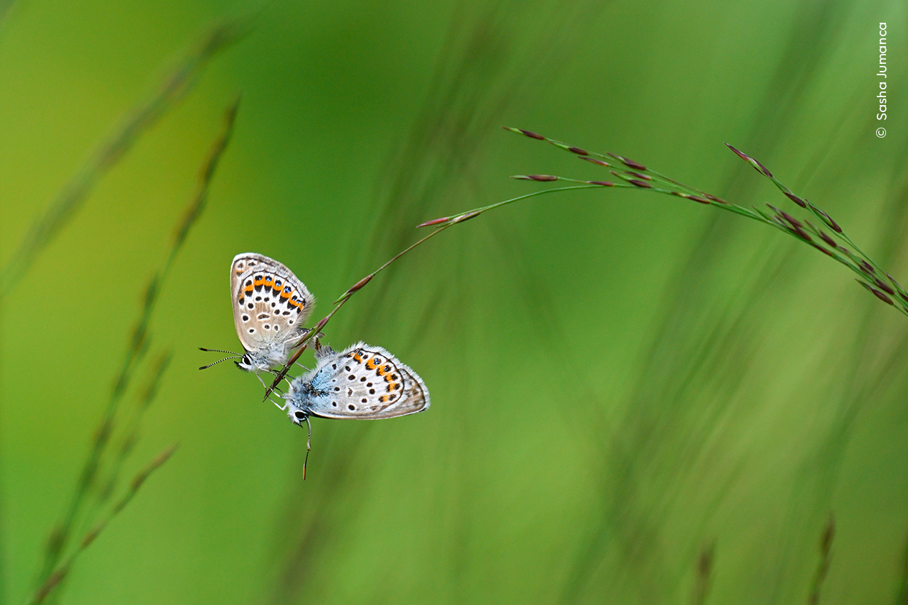 Butterfly Symmetry