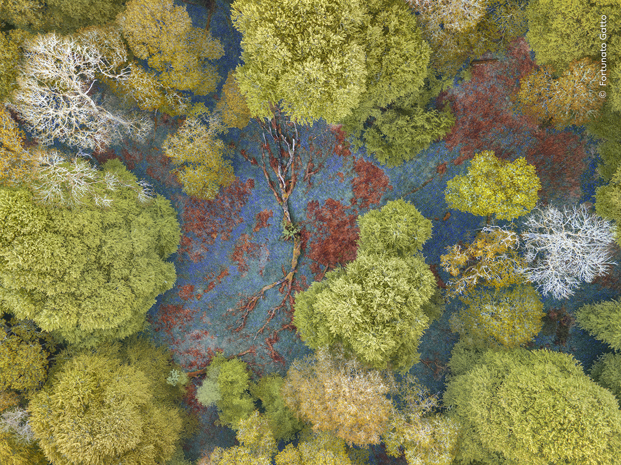 A Woodland Carpet