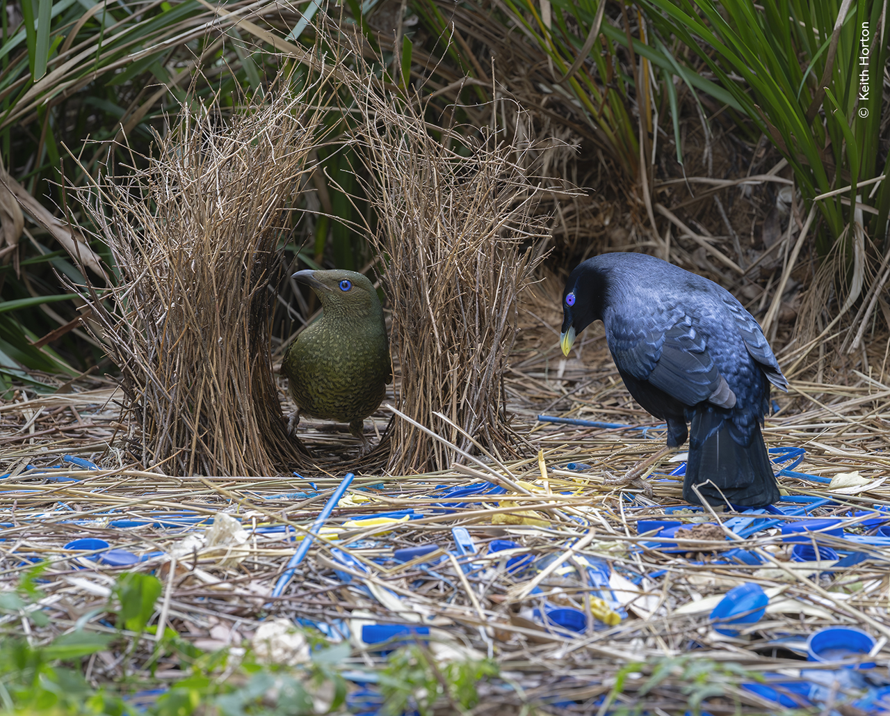 The Blue Bower