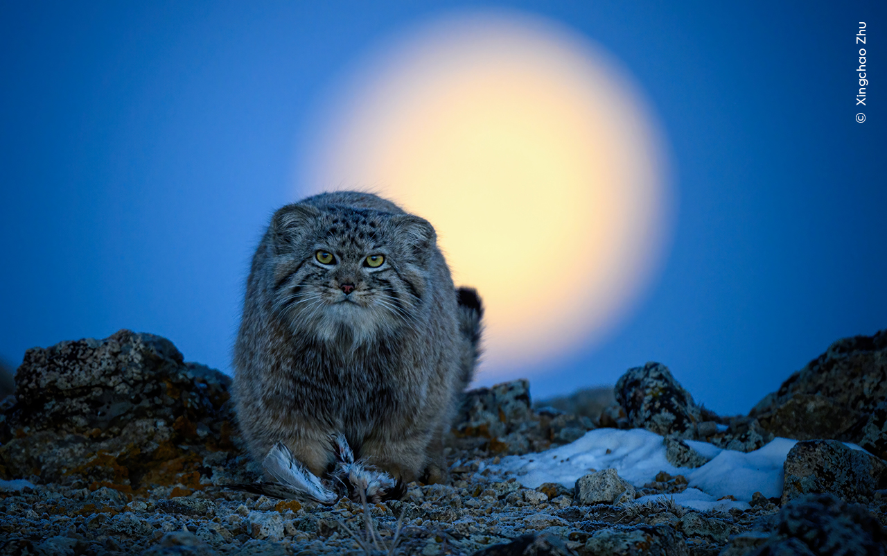 Moonlight Hunter