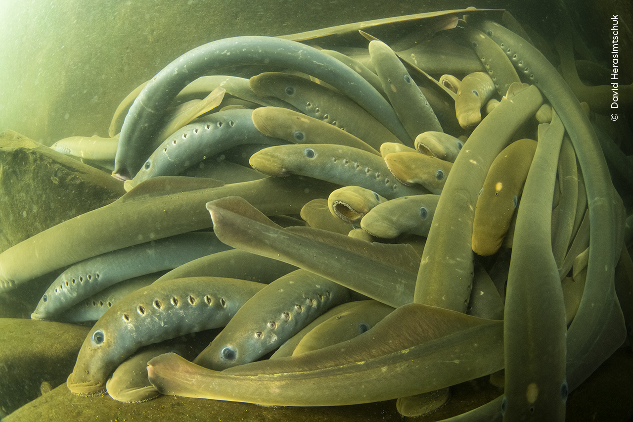 Lumpy Lamprey Huddle