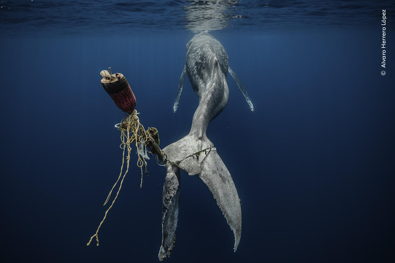 Ghost Net Victim