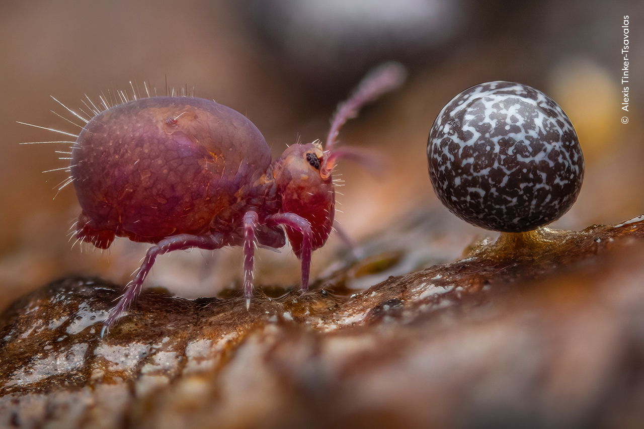 Life Under Dead Wood