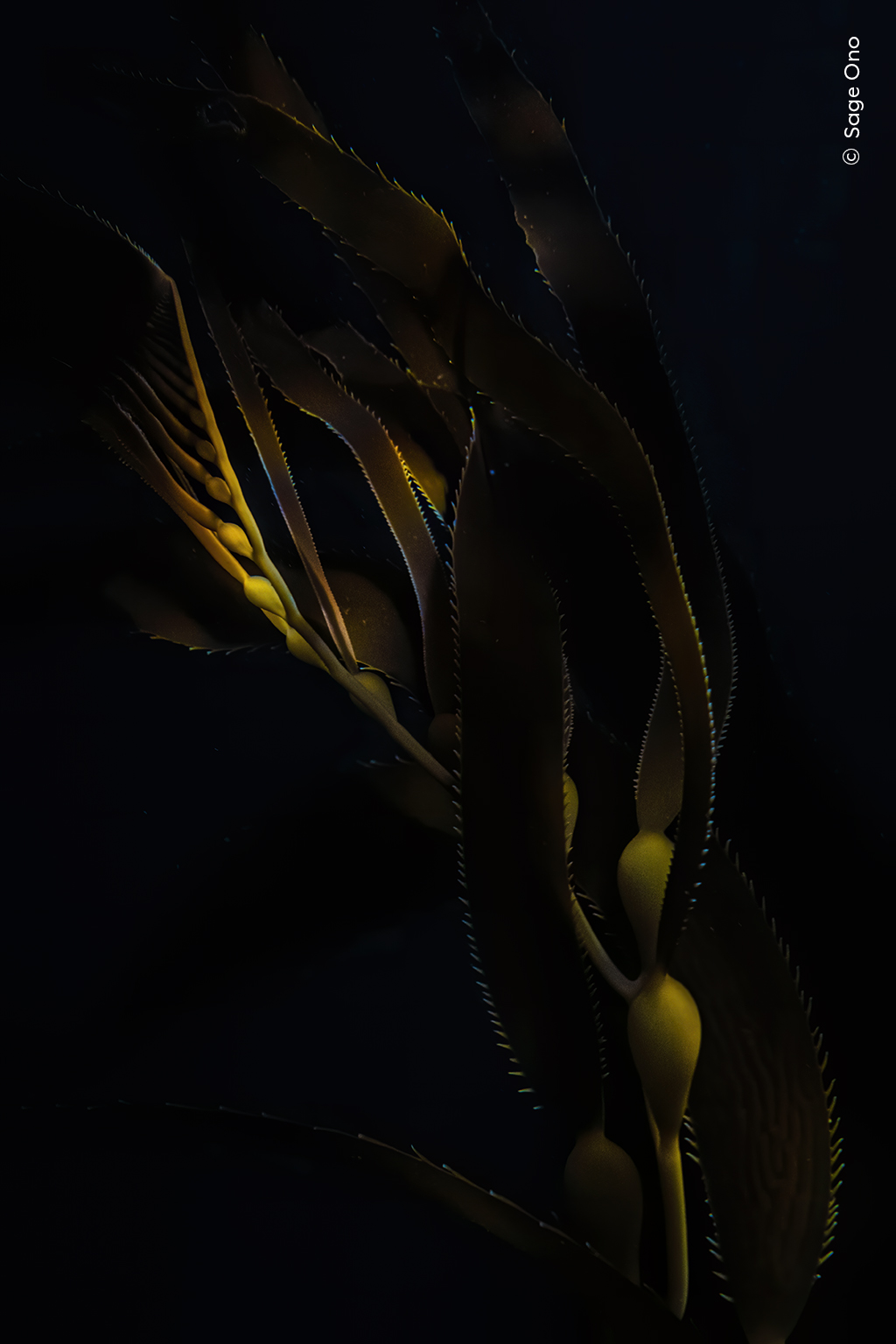 In a Different Light