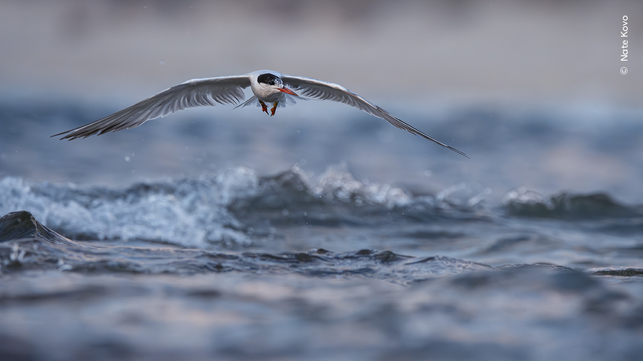 Skimming the Waves
