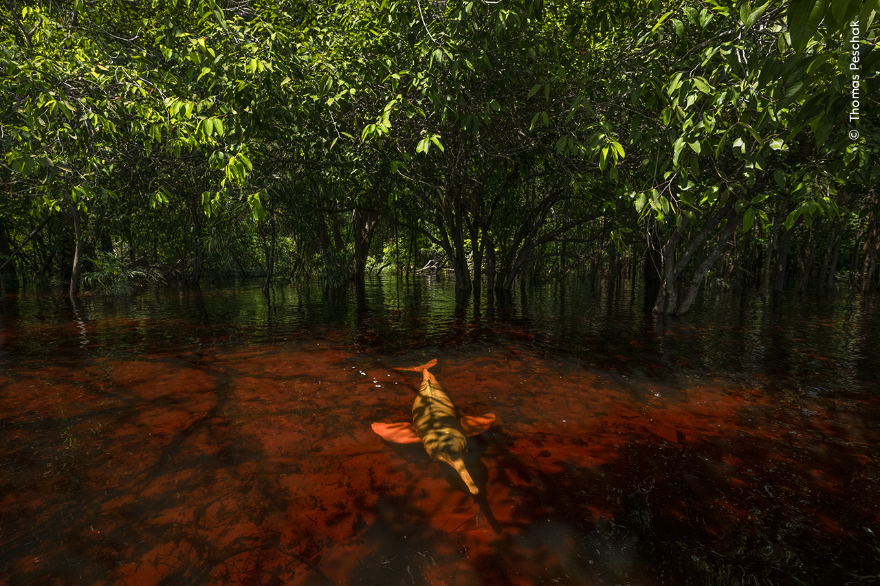 Among the Trees