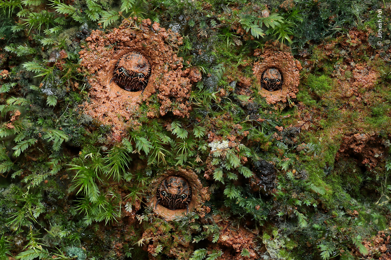 Eyes in the Moss