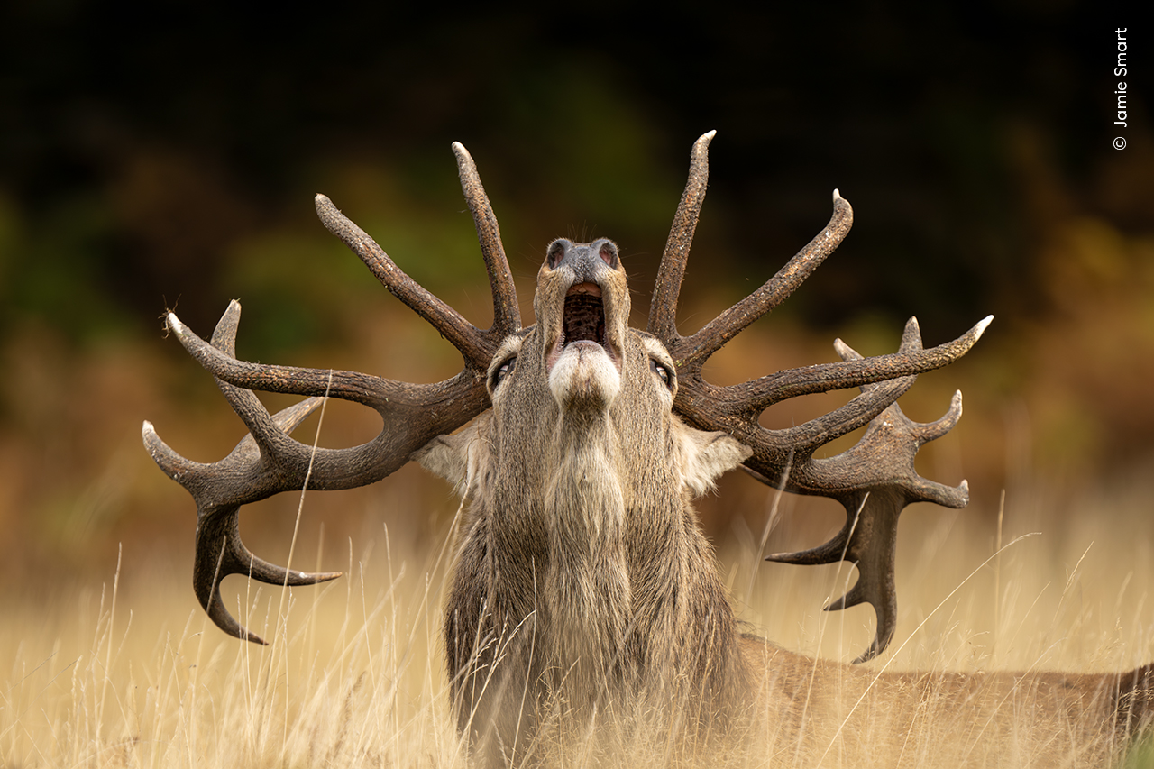 Rutting Call