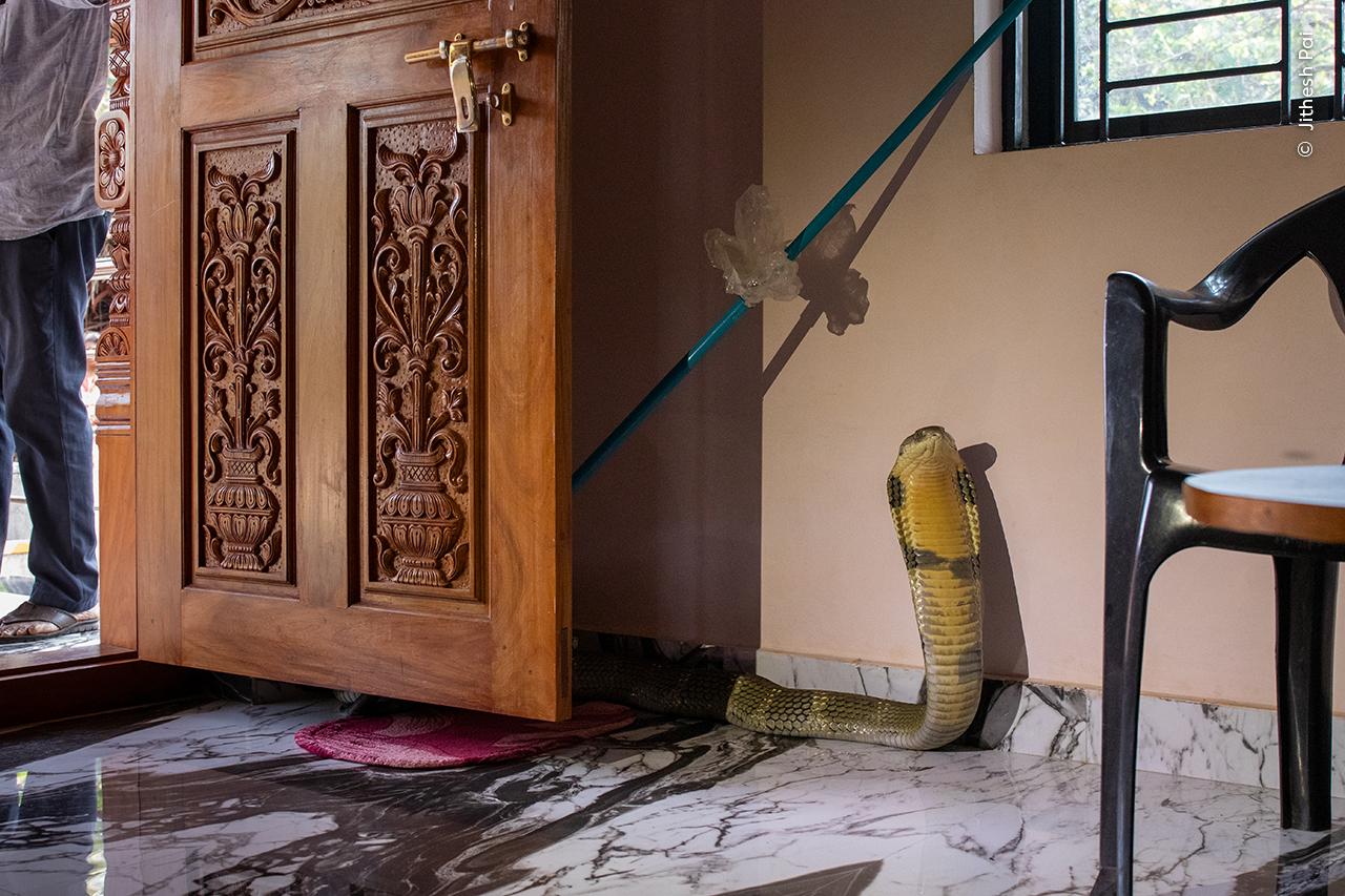 궁지에 몰린 코브라