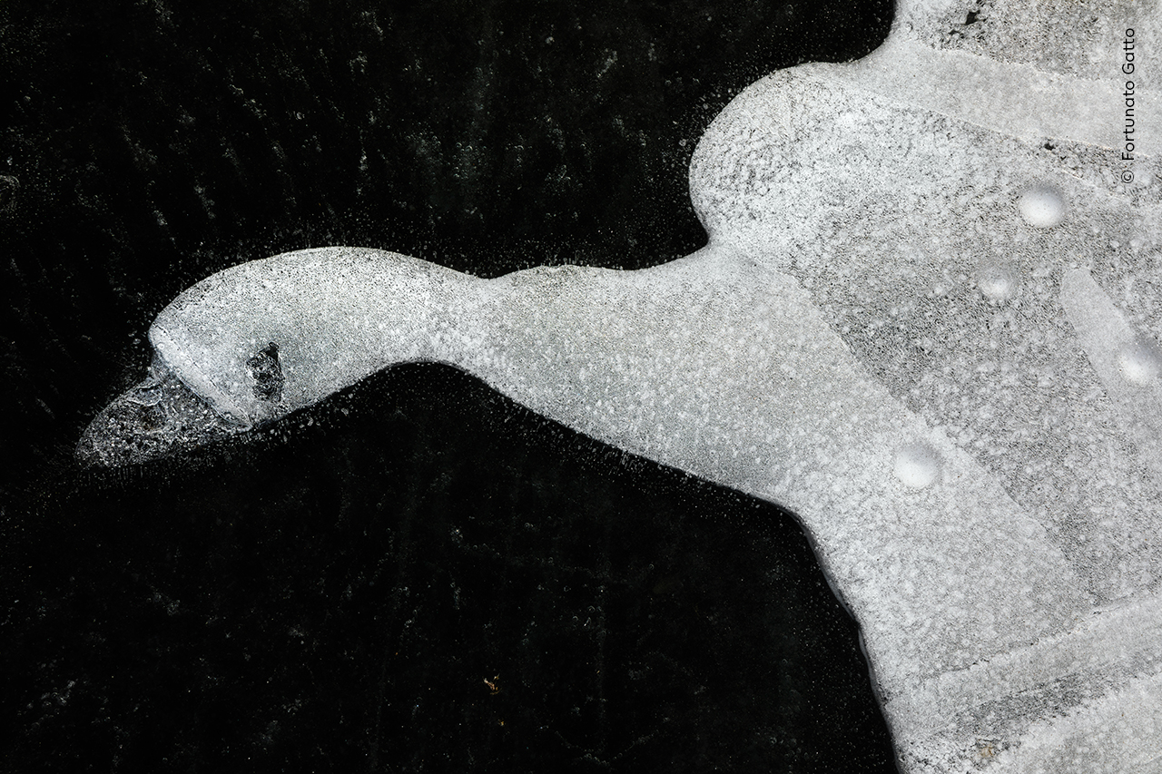 The Frozen Swan