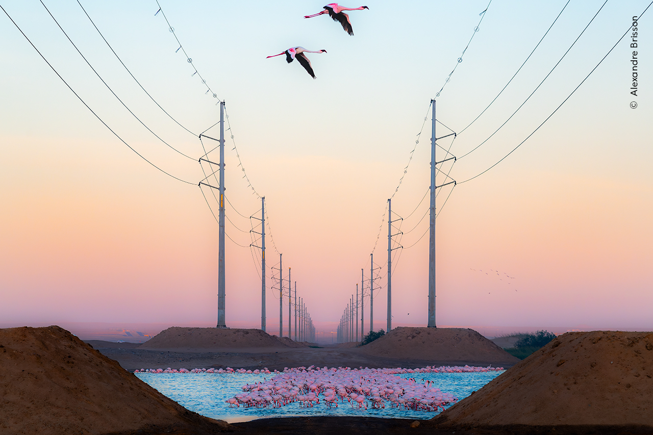 Beauty against the beast