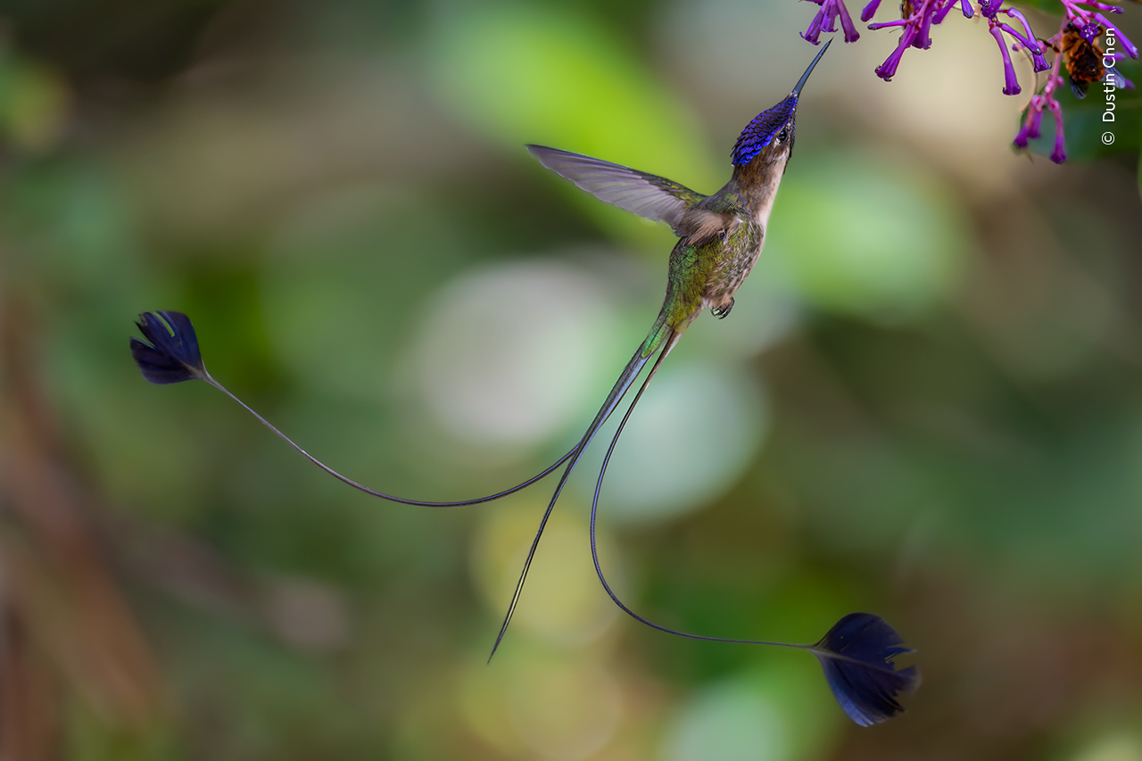 Marvellous spatuletail