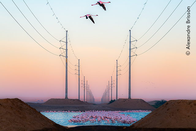 Beauty Against the Beast