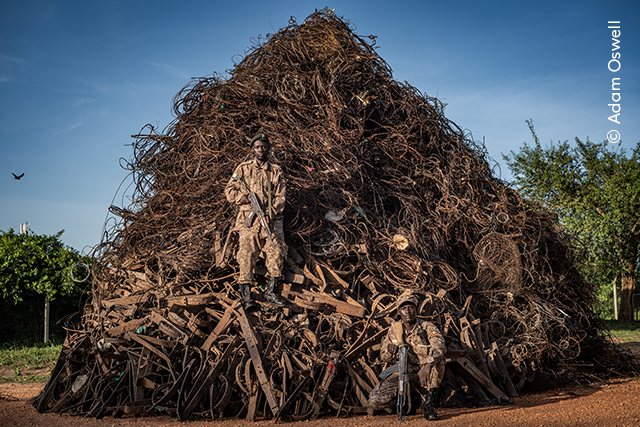 Portrait of Extinction